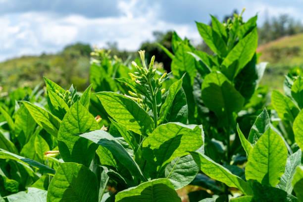 Frente Parlamentar em Defesa dos Produtores de Tabaco será criada nesta quinta