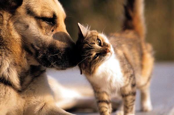 Aumento da pena para quem maltratar cães e gatos vai à sanção