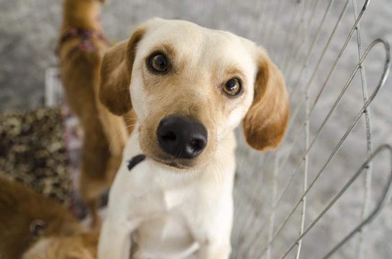 Primeira feira de adoção de filhotes no Dog Park ocorre no domingo