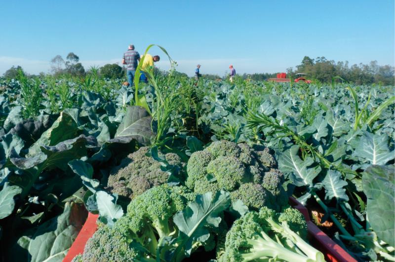 Empresa busca produtores de brócolis