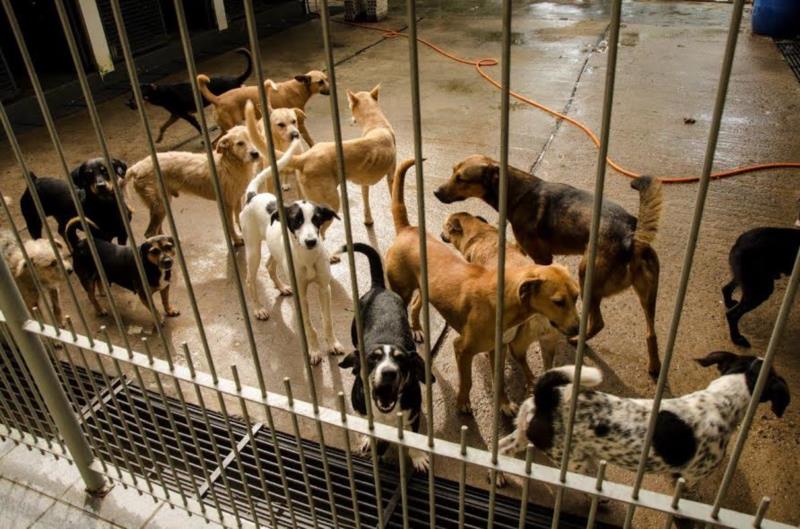 40 animais aguardam por adoção no Canil Municipal de Santa Cruz