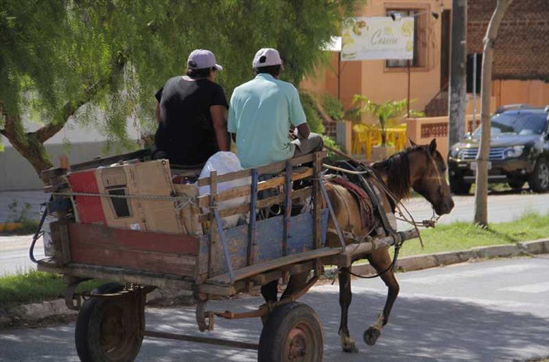 Câmara aprova criação de programa de redução de veículos de tração animal