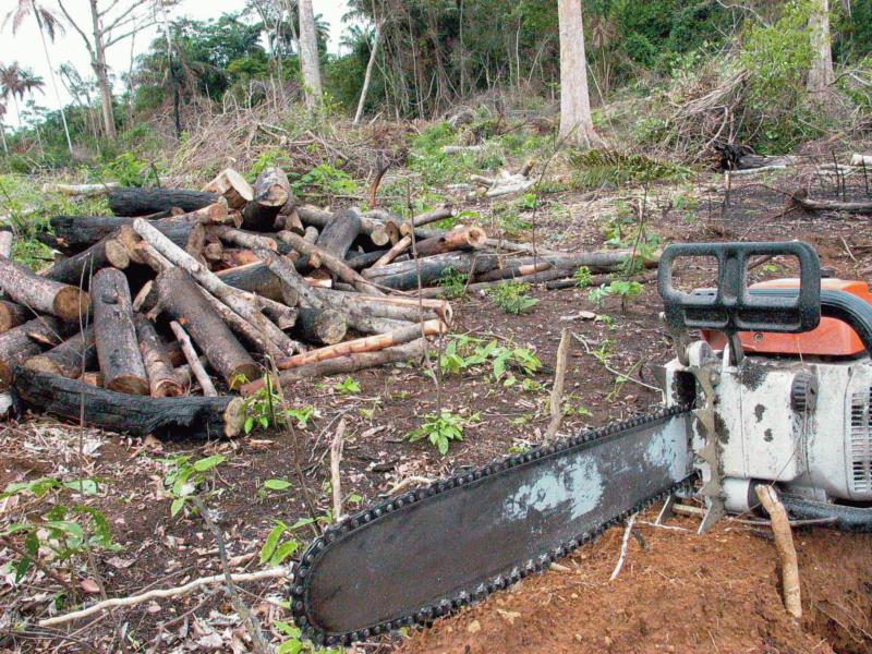 IBGE verifica queda superior a 2,5% no desmatamento florestal em cinco anos