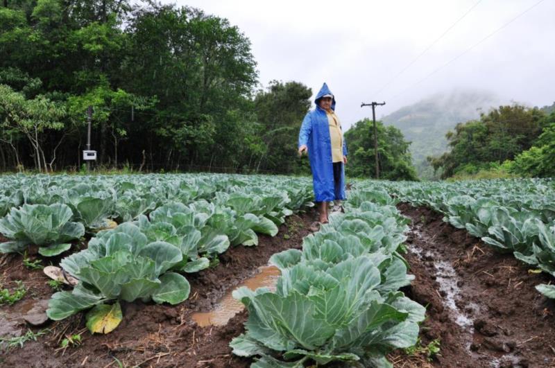 Chuva livra lavouras de perdas com a seca