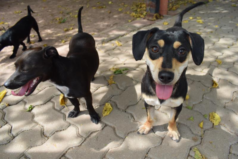 Vereadores aprovam projeto que cria Fundo Municipal do Bem-Estar Animal