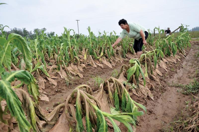 Agricultura registra o maior prejuízo