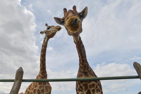 Girafas entram para a lista de animais ameaçados de extinção