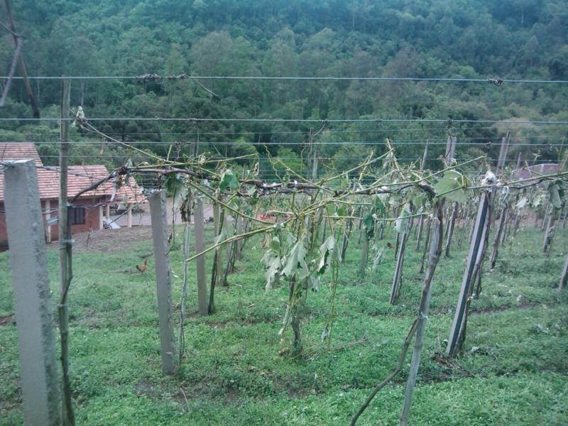 Granizo danifica videiras no Vale