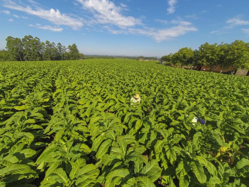 Setor do tabaco projeta superar US$ 3 bilhões em exportações em 2025