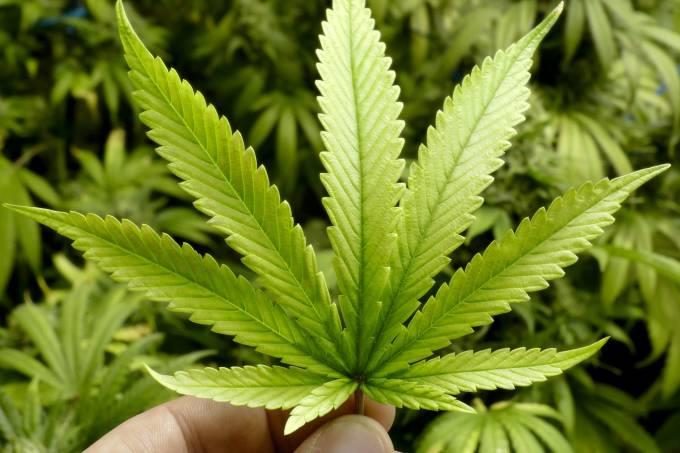 Anvisa aprova registro de remédio à base de maconha pela 1ª vez no Brasil