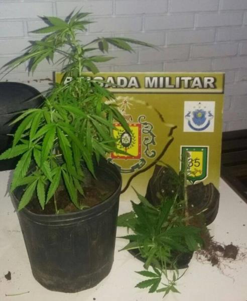 Três pés de maconha são apreendidos em Cachoeira do Sul