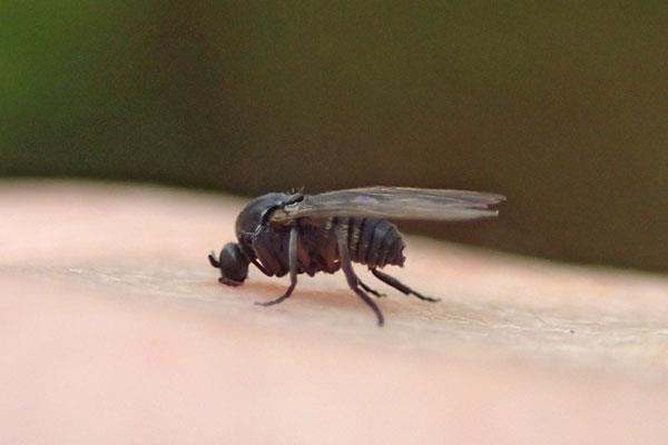 Vigilância quer acabar com borrachudos na área urbana