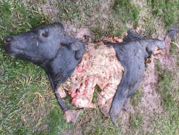 Neste ano, sete casos de abigeato em Vera Cruz