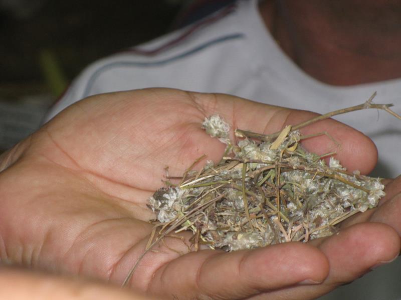 Secretária da Saúde do RS lança cartilha para uso de plantas medicinais