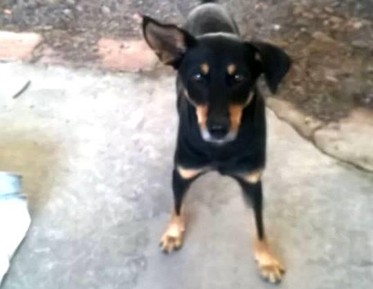 Voluntários de ONG pedem justiça por morte de cachorro em Candelária