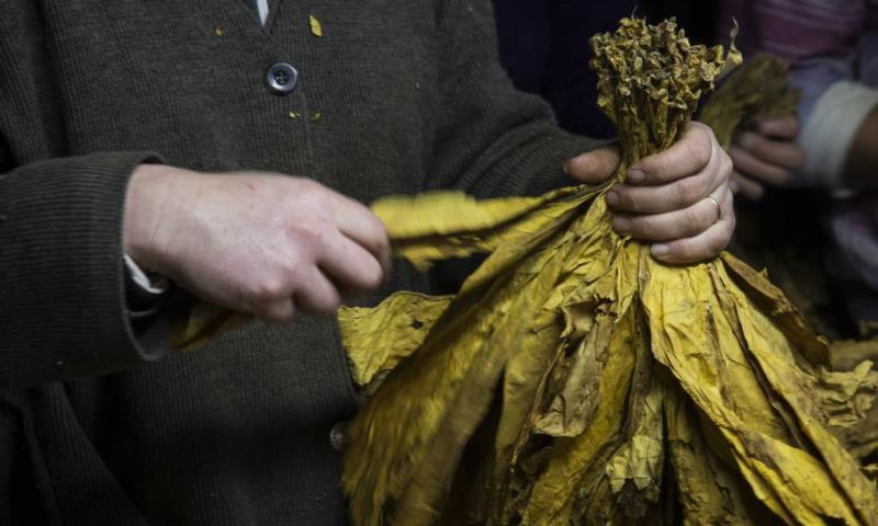 Comercialização da safra de tabaco avança lentamente no Rio Grande do Sul