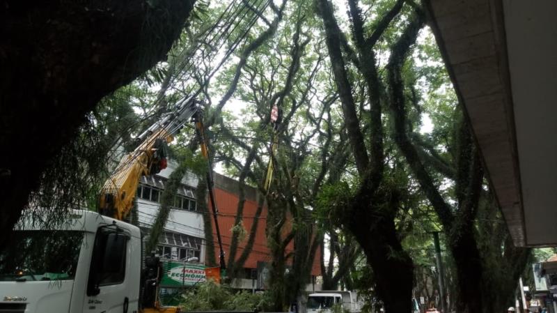 Especialista alerta para os impactos das tipuanas na infraestrutura urbana