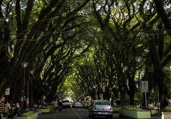 Trecho da Marechal Floriano será fechado nesta sexta-feira para corte de árvores