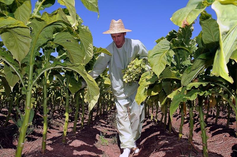 No dia do produtor, SindiTabaco alerta para riscos na hora da colheita