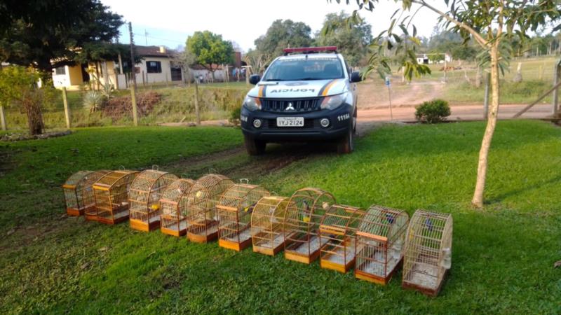 Homens são presos por manter pássaros silvestres em cativeiro em Vera Cruz