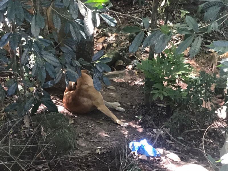 Polícia aguarda perícia do IGP para finalizar inquérito de mulher encontrada morta em sanga