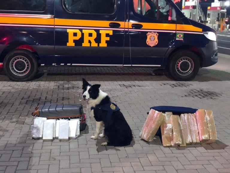 Com auxílio de cães farejadores, PRF encontra 30 quilos de drogas em dois ônibus na BR-290