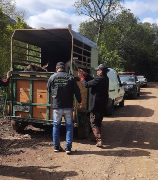 Cavalos e cães são resgatados de situação de maus-tratos em Vera Cruz