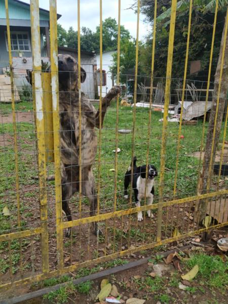 Cães e gato abandonados depois de mudança são resgatados em Vera Cruz