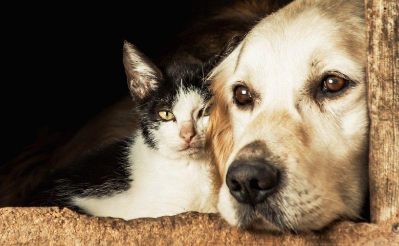 Publicada lei que flexibiliza permanência de animais em locais públicos e privados em Santa Cruz; entenda