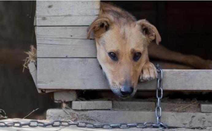 Aprovada proposta que proíbe acorrentar animais em Santa Cruz