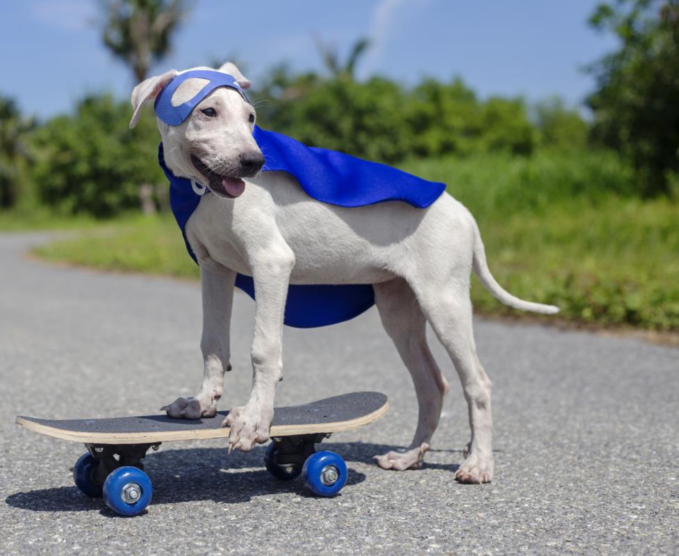 Pets serão retratados na tarefa foto