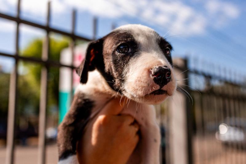 Semana Municipal do Bem-Estar Animal inicia nesta segunda-feira