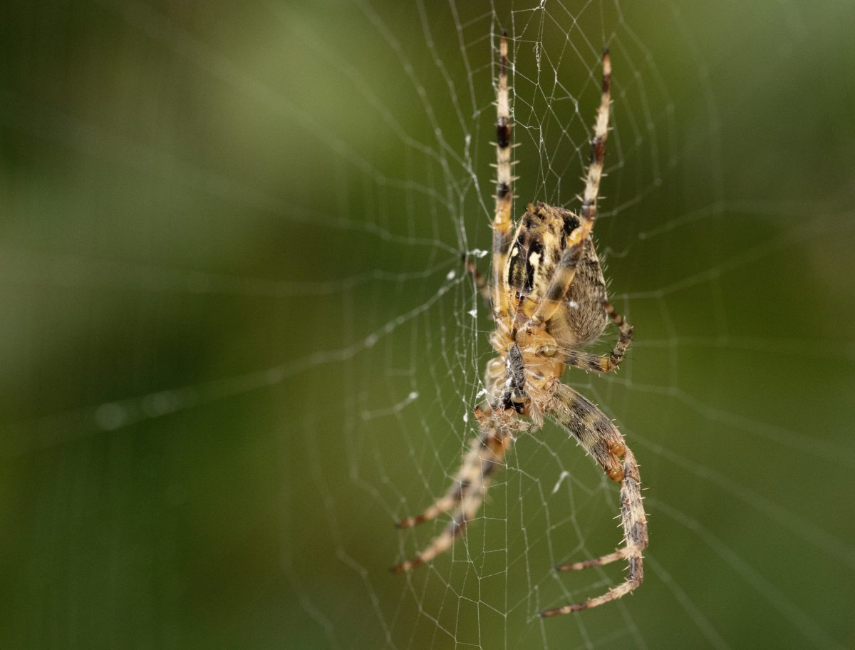 Profissional alerta para cuidados com animais peçonhentos em função das altas temperaturas