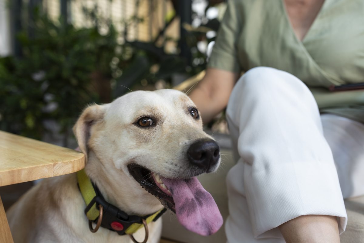 Petição pública pede a permanência de animais em casas geriátricas