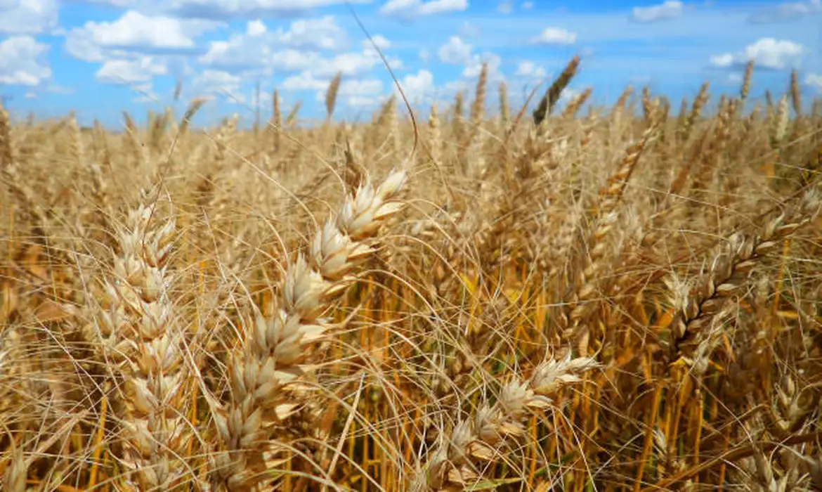 Calor prejudica lavoura de café, soja e arroz, diz especialista