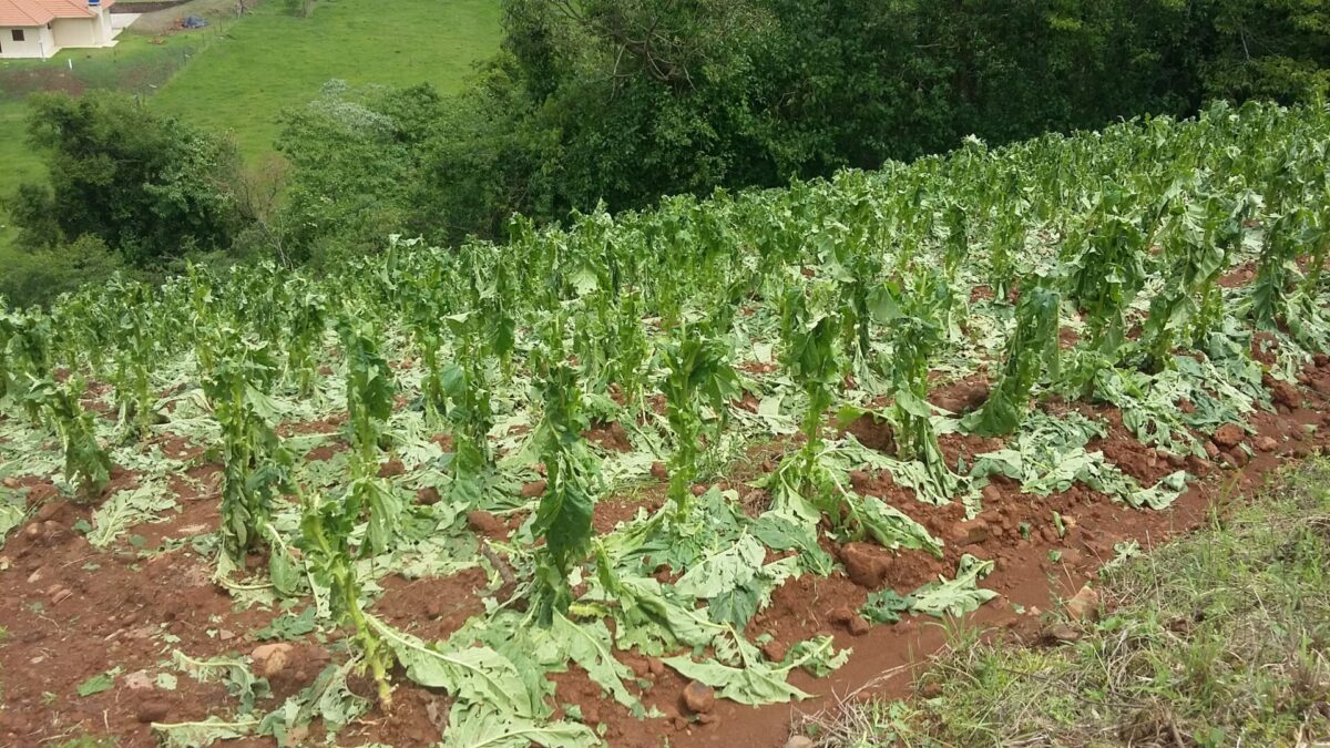 Afubra começa a pagar associados por danos em casos de granizo; veja como funciona