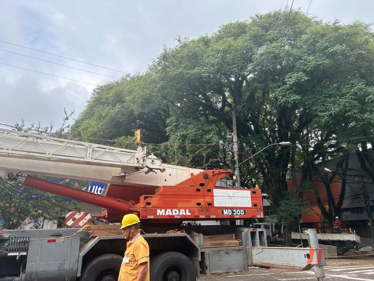 Defesa Civil determina remoção de segunda tipuana do Túnel Verde na Floriano