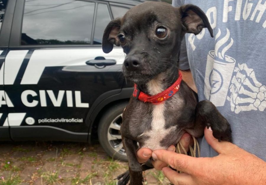 Polícia Civil resgata cães em situação de maus-tratos em Santa Cruz