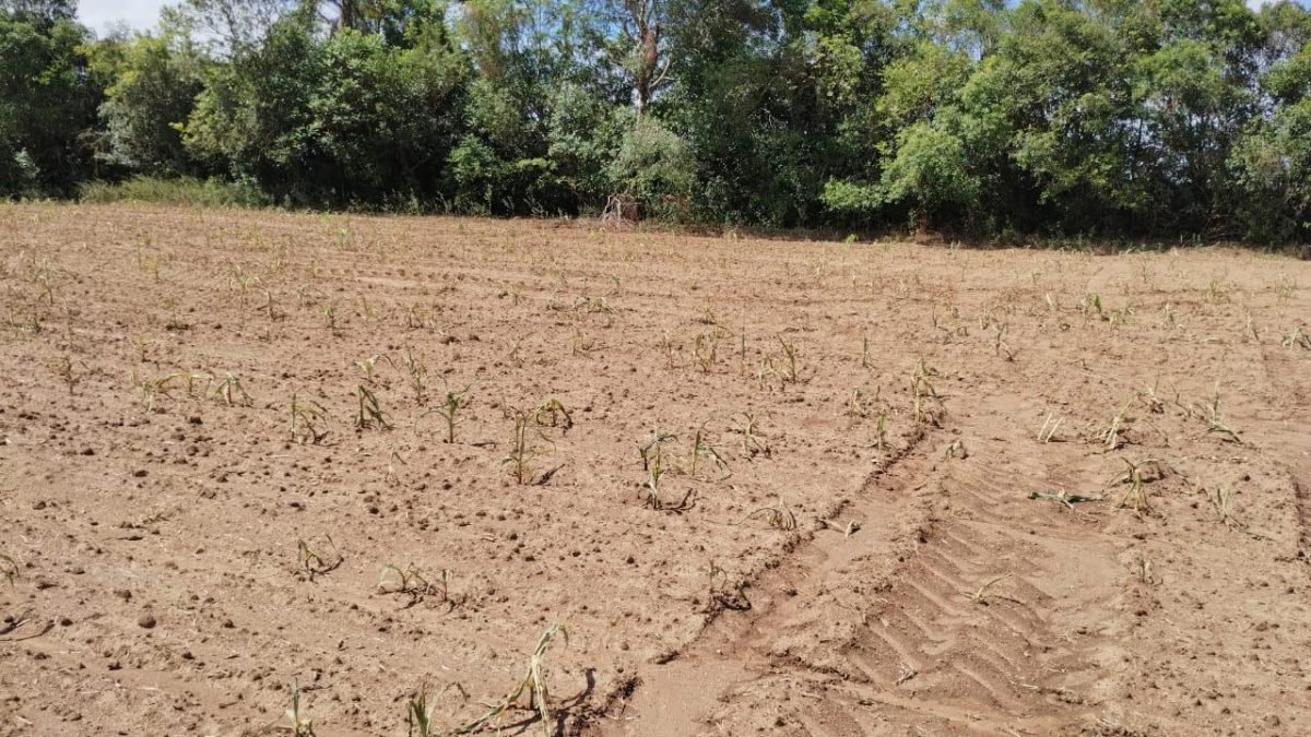 Com prejuízos de mais de R$ 153 milhões na agropecuária, Encruzilhada do Sul decreta situação de emergência