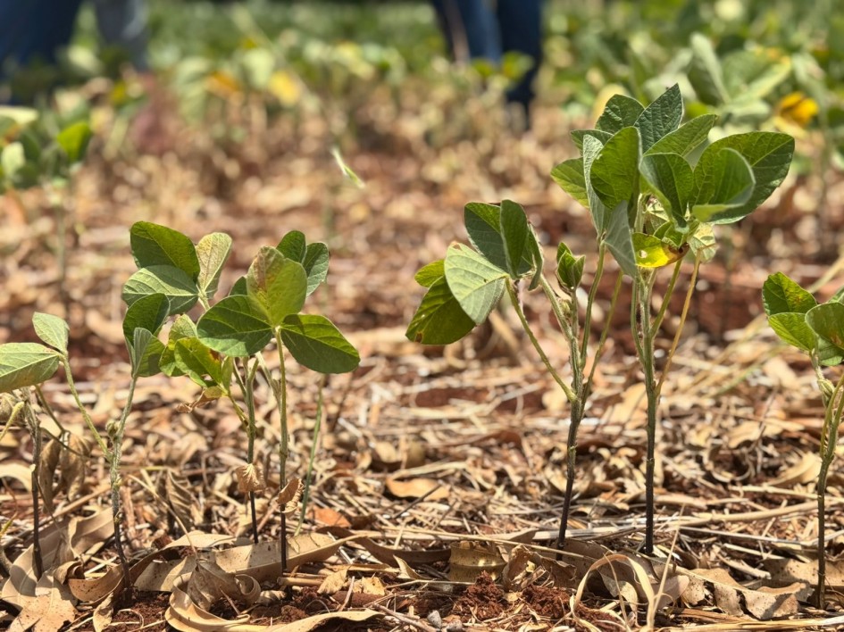 Prejuízo de R$ 29 milhões na agricultura e falta de água no interior levaram Santa Cruz a decretar emergência