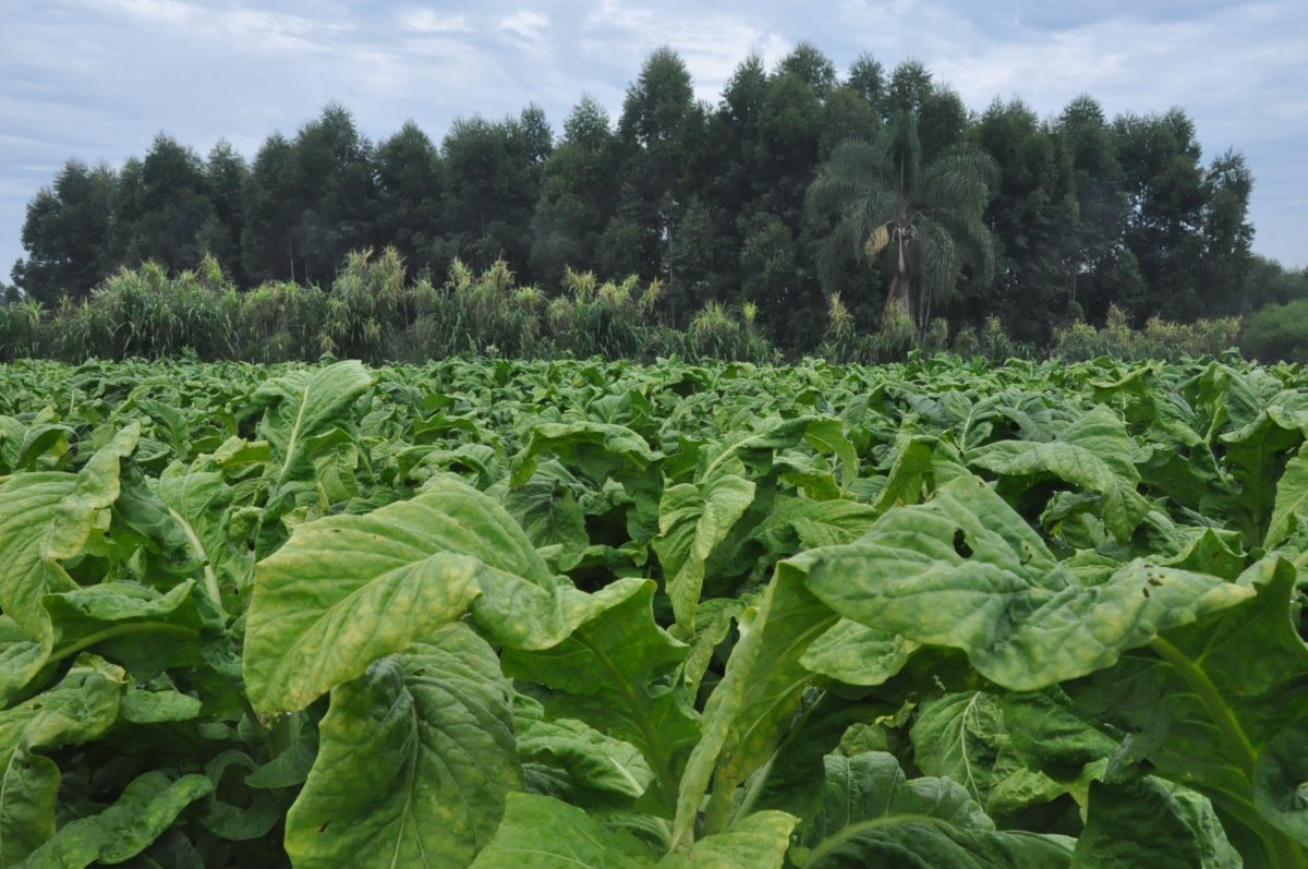 Deputado Heitor Schuch apresenta projetos para garantir o acesso dos agricultores familiares ao Proagro