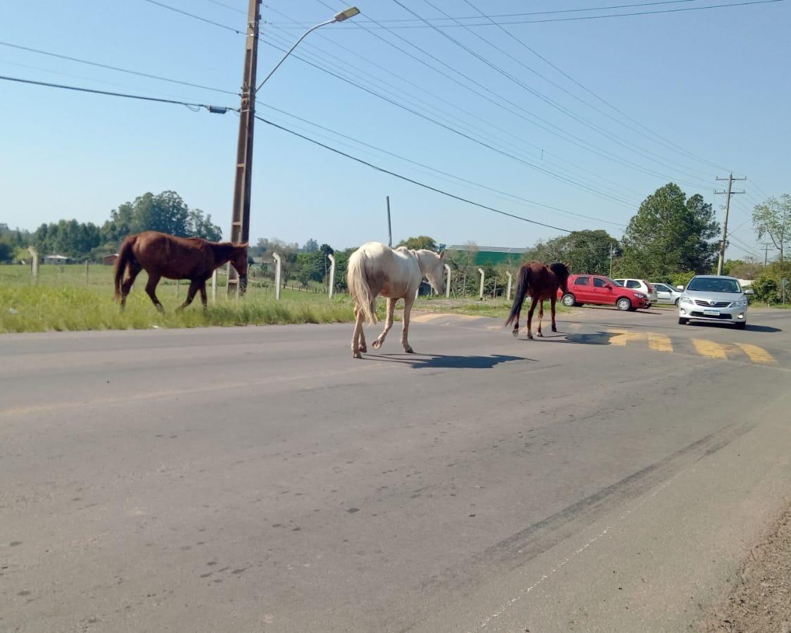 Prefeitura trabalha na solução efetiva de animais soltos em vias públicas de Venâncio Aires