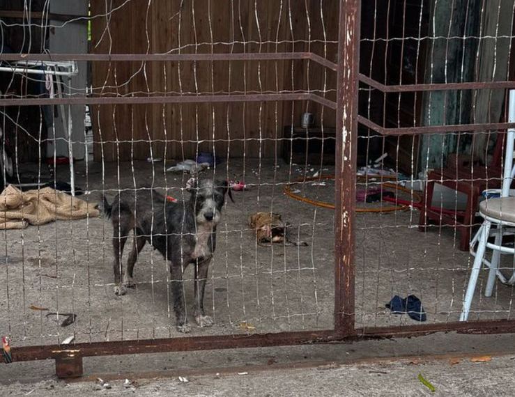 Polícia Civil encontra cão morto ao verificar denúncia de maus-tratos no Bairro Santa Vitória