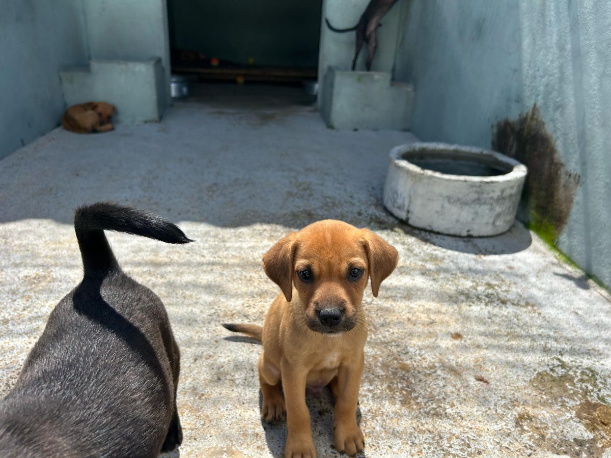 Com 300 cães acolhidos, Centro de Bem-Estar Animal abriga o dobro da capacidade