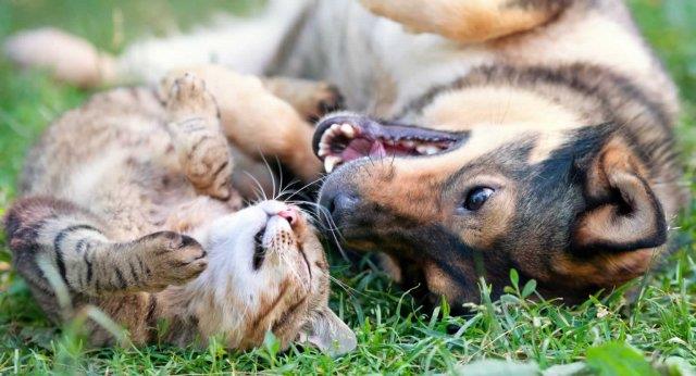 Prefeitura de Rio Pardo planeja criação do Departamento da Causa Animal