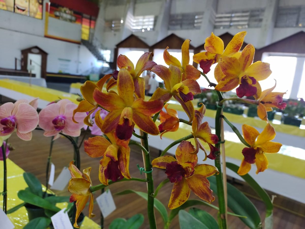 Exposição Regional de Orquídeas ocorre no Parque da Oktoberfest; confira detalhes da programação