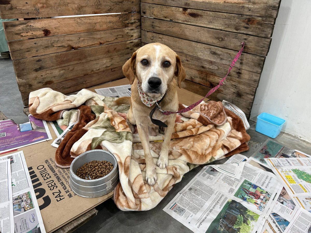 Bom pra cachorro: enchentes abrem novo capítulo para centenas de animais