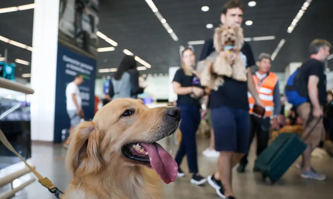 Empresas aéreas podem negar embarcar animais de suporte emocional, diz STJ