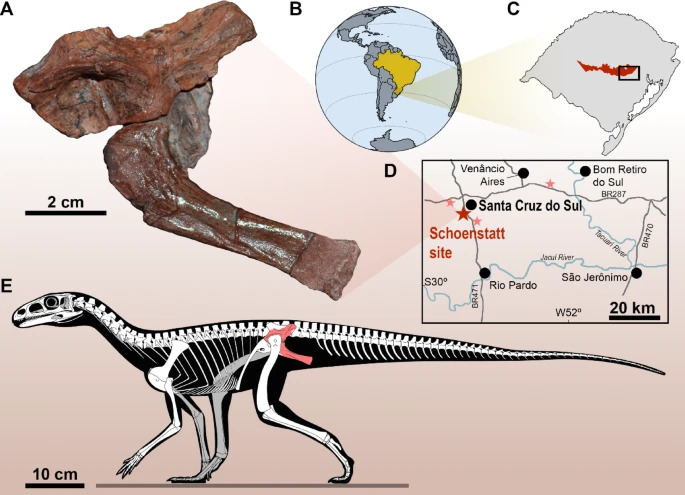 Fóssil encontrado em Santa Cruz preenche lacuna na origem dos dinossauros; entenda