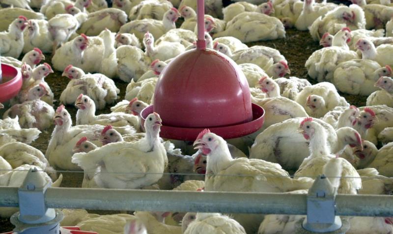 Embargos à carne de frango brasileira após caso de gripe aviária impactam exportações e mercado interno, aponta economista